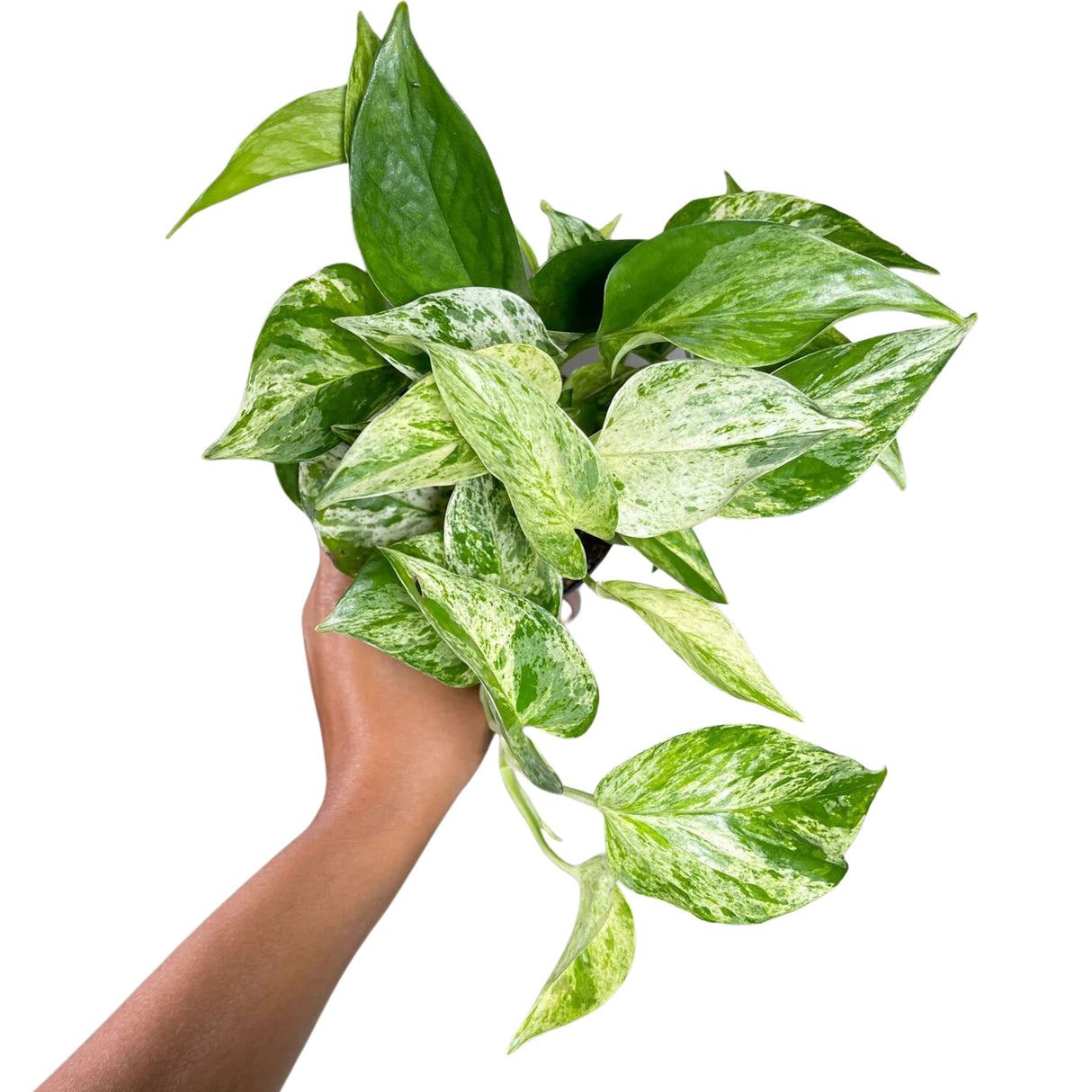 Marble Pothos in 4" Pot - Gorgeous Variegated Indoor easy care house plant - Marble Pothos -  SAME PLANT as the pictures