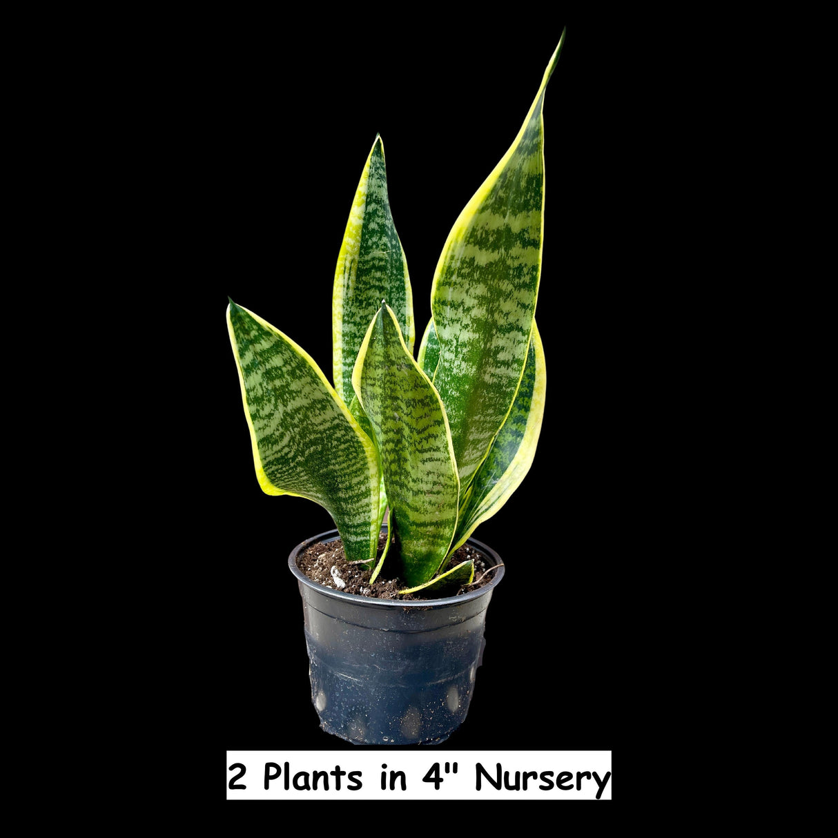 Sansevieria Laurentii Snake Plant