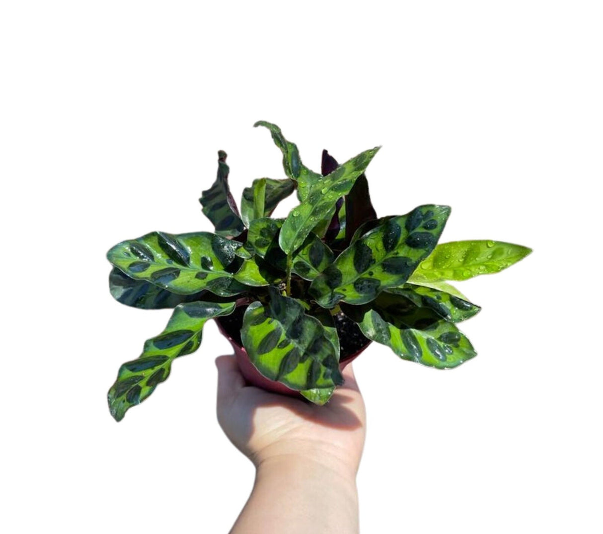 Rare Calathea Lancifolia 3” pot - Air purifier plant - Rare Houseplant - Rattlesnake Plant - SAME PLANT as pictures