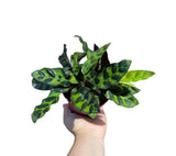 Rare Calathea Lancifolia 3” pot - Air purifier plant - Rare Houseplant - Rattlesnake Plant - SAME PLANT as pictures
