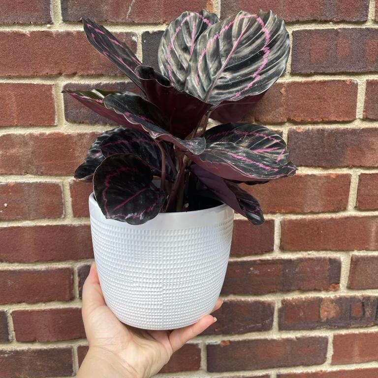 Calathea Roseopicta Dottie Plant in a 6" Pot