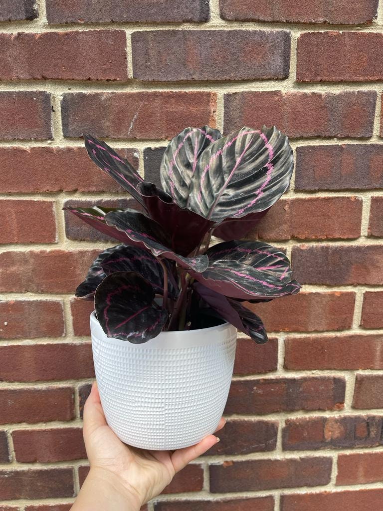 Calathea Roseopicta Dottie Plant in 4" Pot - Calathea Roseopicta - Rose Painted Calathea - Calathea Black Rose