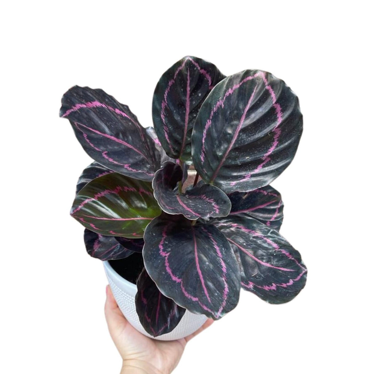 Calathea Roseopicta Dottie Plant in a 6" Pot