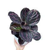 Calathea Roseopicta Dottie Plant in a 6" Pot