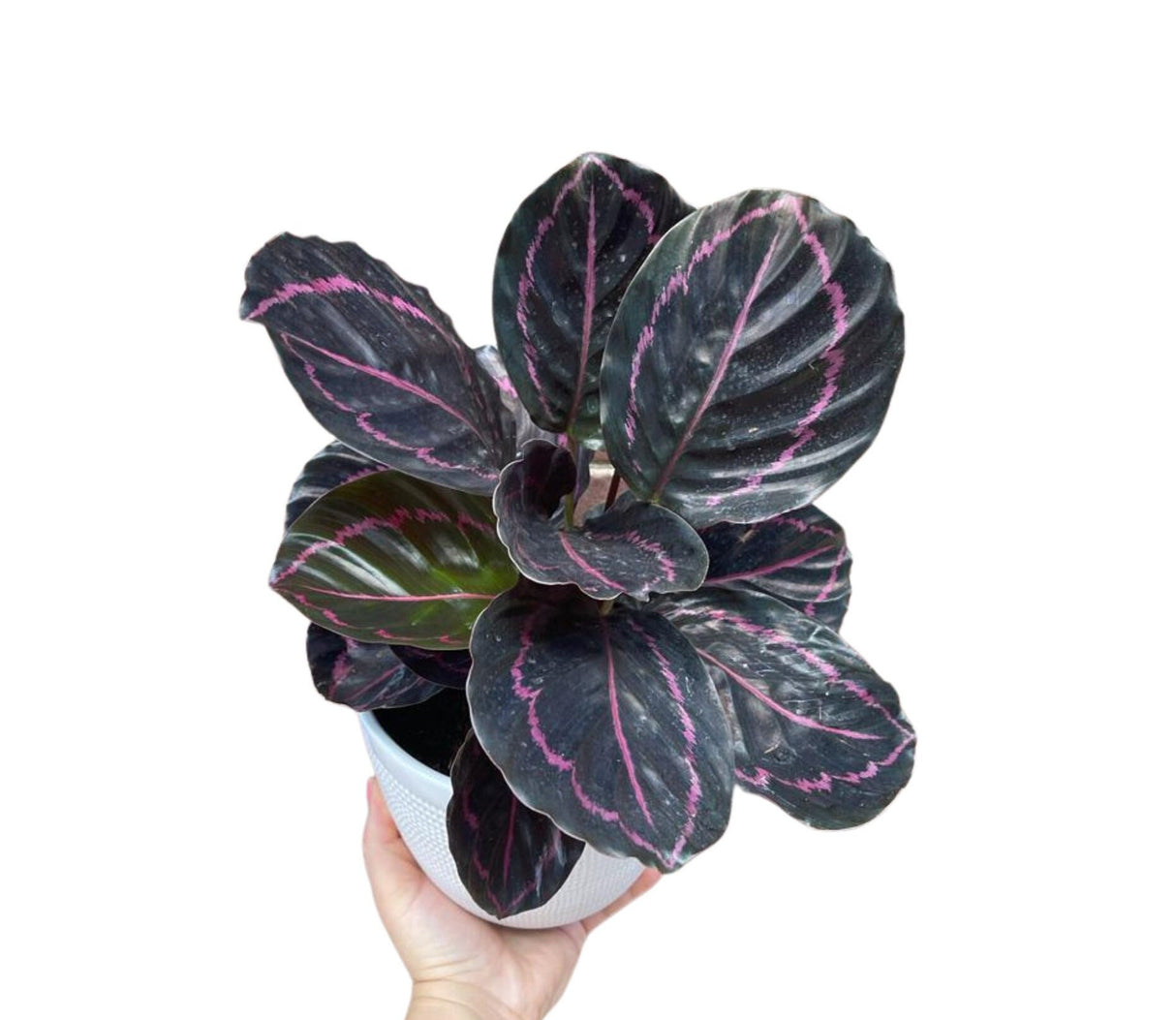 Calathea Roseopicta Dottie Plant in 4" Pot - Calathea Roseopicta - Rose Painted Calathea - Calathea Black Rose