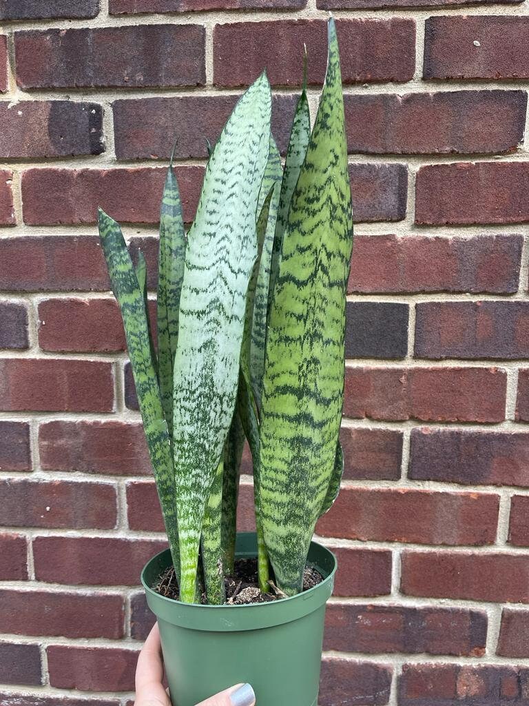 Snake Plant | Mother-In-Law's-Tongue Plant | Sansevieria Zeylanica | Sansevieria Laurentii | Indoor Plants- SAME PLANT as pictures-US Seller