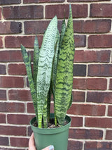 Snake Plant | Mother-In-Law's-Tongue Plant | Sansevieria Zeylanica | Sansevieria Laurentii | Indoor Plants- SAME PLANT as pictures-US Seller