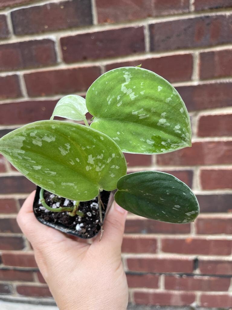 Silver Pothos Live plant with mature vines - Scindapsus Pictus Argyraeus -Indoor easy care houseplant-Low light plant - SAME PLANT as images