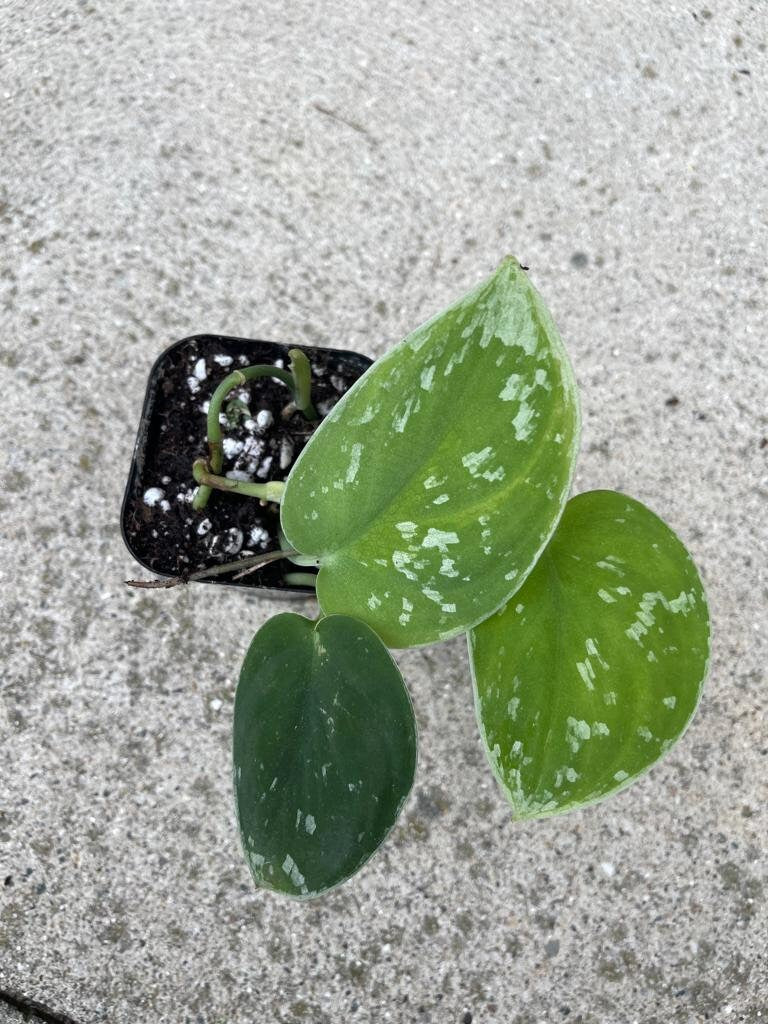 Silver Pothos Live plant with mature vines - Scindapsus Pictus Argyraeus -Indoor easy care houseplant-Low light plant - SAME PLANT as images
