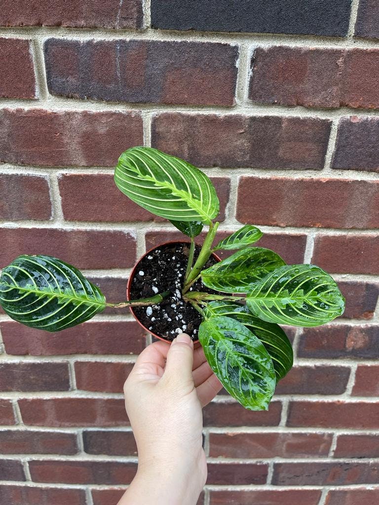 Live Lemon Prayer Plant in 3" Nursery Pot - Maranta Leuconeura - Lemon Lime houseplant - Maranta Lemon Lime - SAME PLANT as images