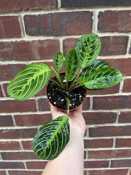 Live Lemon Prayer Plant in 3" Nursery Pot - Maranta Leuconeura - Lemon Lime houseplant - Maranta Lemon Lime - SAME PLANT as images