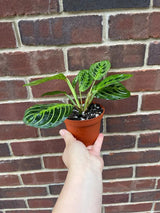 Live Lemon Prayer Plant in 3" Nursery Pot - Maranta Leuconeura - Lemon Lime houseplant - Maranta Lemon Lime - SAME PLANT as images