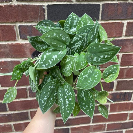 Silver Pothos Live plant 4.5" pot