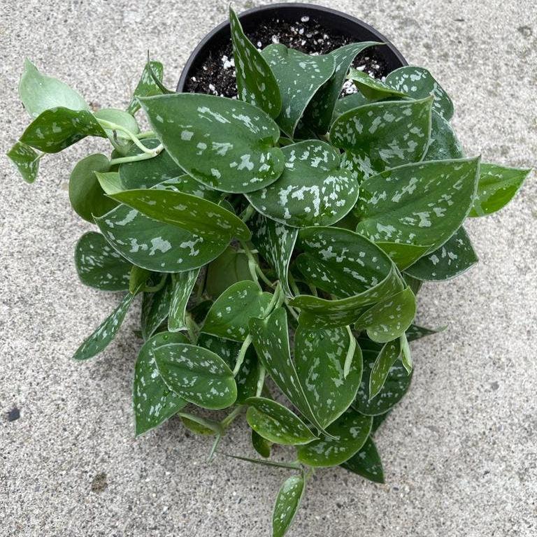 Silver Pothos Live plant 4.5" pot