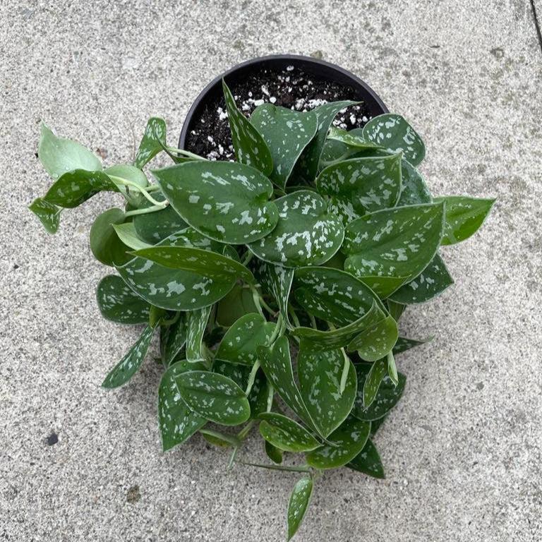 Silver Pothos Live plant 4.5" pot