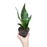Snake Plant in 3" Pot | Mother-In-Law's-Tongue Plant | Sansevieria Zeylanica | Dracaena trifasciata | Indoor Plants - SAME PLANT as images