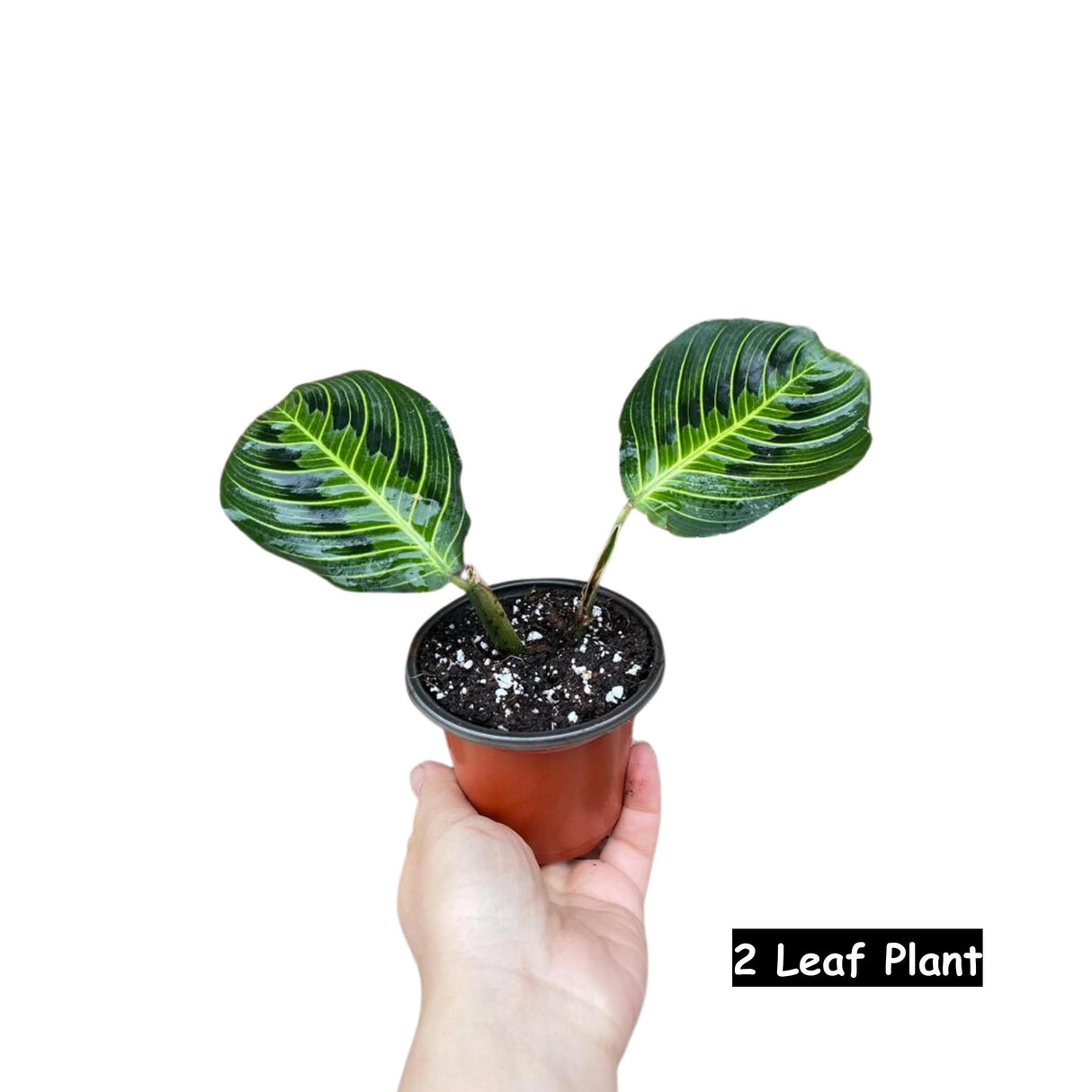 Live Lemon Lime Prayer Plant - Low Light Office Plant - Maranta Leuconeura - Potted Gift houseplant - Air Purifier Indoor Plant - Gift Plant
