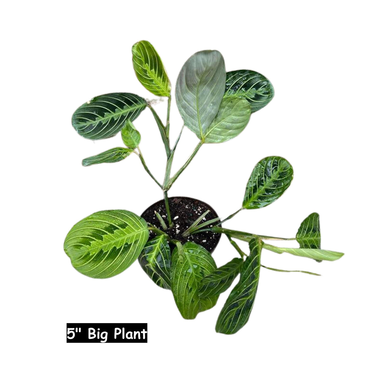 Live Lemon Lime Prayer Plant - Low Light Office Plant - Maranta Leuconeura - Potted Gift houseplant - Air Purifier Indoor Plant - Gift Plant
