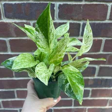 Marble Queen Pothos in a Pot