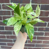 Marble Queen Pothos in a Pot