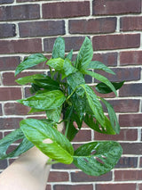 Monstera Adansonii 4 inch Grow Pot - Monstera Swiss Cheese Live indoor plant - Easy care RARE houseplant - Gift Houseplant -SAME PLANT