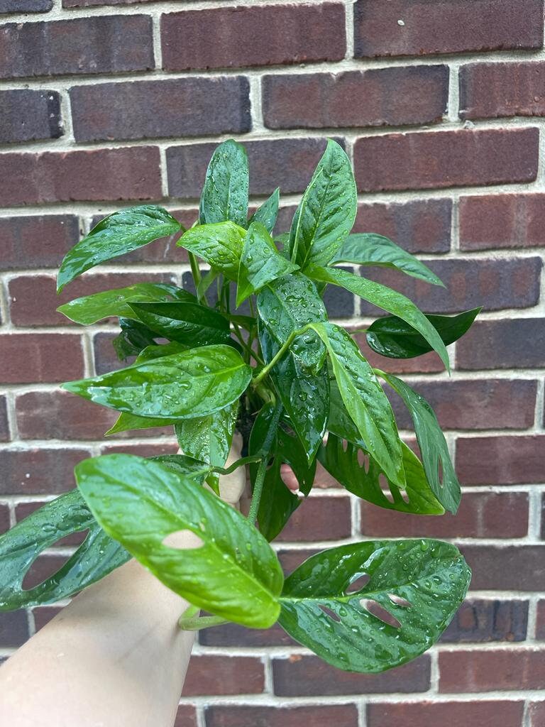 Monstera Adansonii potted leaves - Monstera Swiss Cheese Plant - Live indoor plant - Easy care RARE houseplant - Gift Houseplant -SAME PLANT