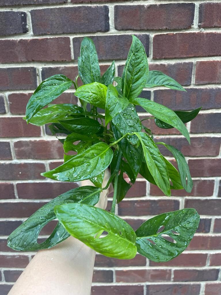 Monstera Adansonii potted leaves - Monstera Swiss Cheese Plant - Live indoor plant - Easy care RARE houseplant - Gift Houseplant -SAME PLANT