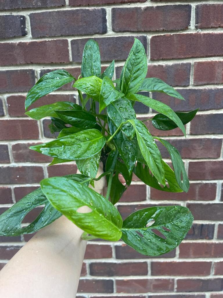 Monstera Adansonii potted leaves - Monstera Swiss Cheese Plant - Live indoor plant - Easy care RARE houseplant - Gift Houseplant -SAME PLANT