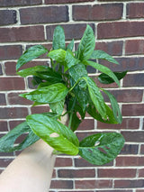 Monstera Adansonii potted leaves - Monstera Swiss Cheese Plant - Live indoor plant - Easy care RARE houseplant - Gift Houseplant -SAME PLANT
