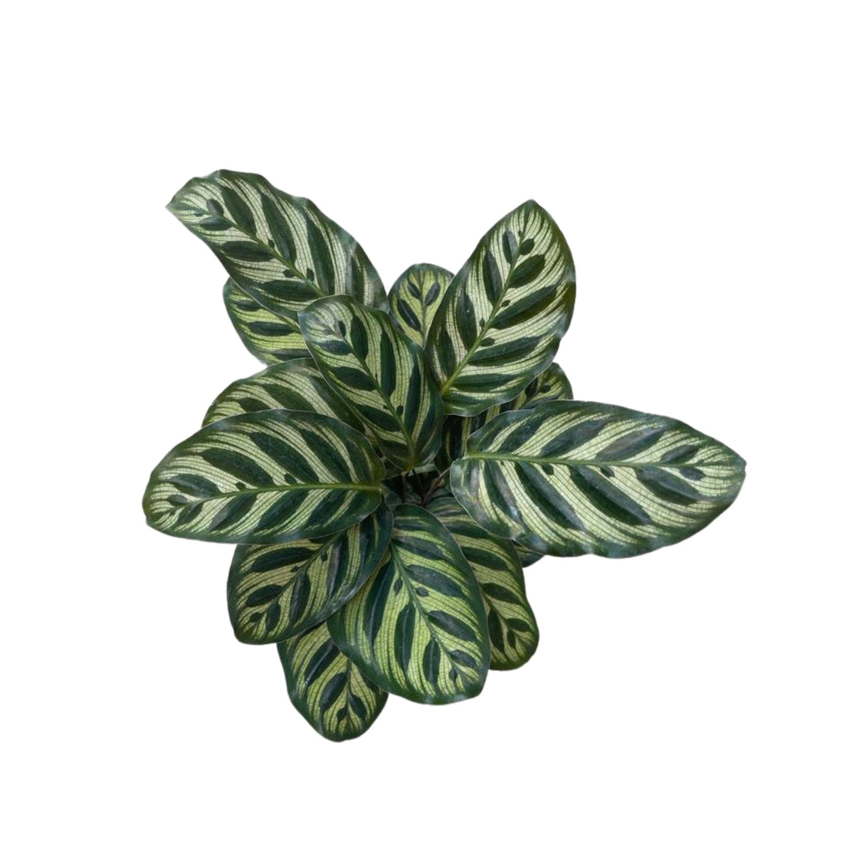 Rare Calathea Makoyana in a nursery pot - Beautiful Peacock Calathea - Air purifier plant - Rare Houseplant - SAME PLANT as the images