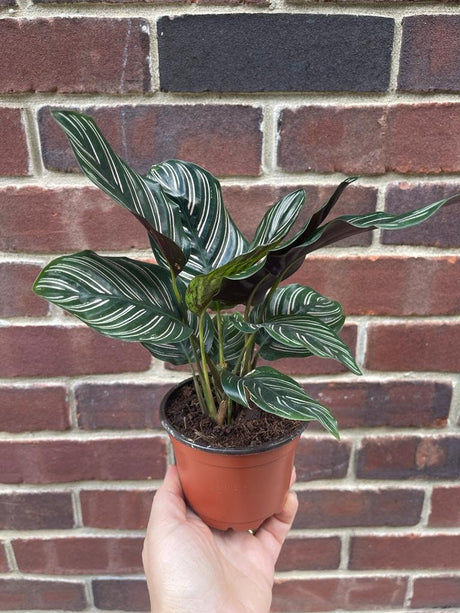 Calathea Ornata 4" Nursery pot | Pinstripe Calathea | Pinstripe Prayer Plant | Calathea Ornata Sanderiana