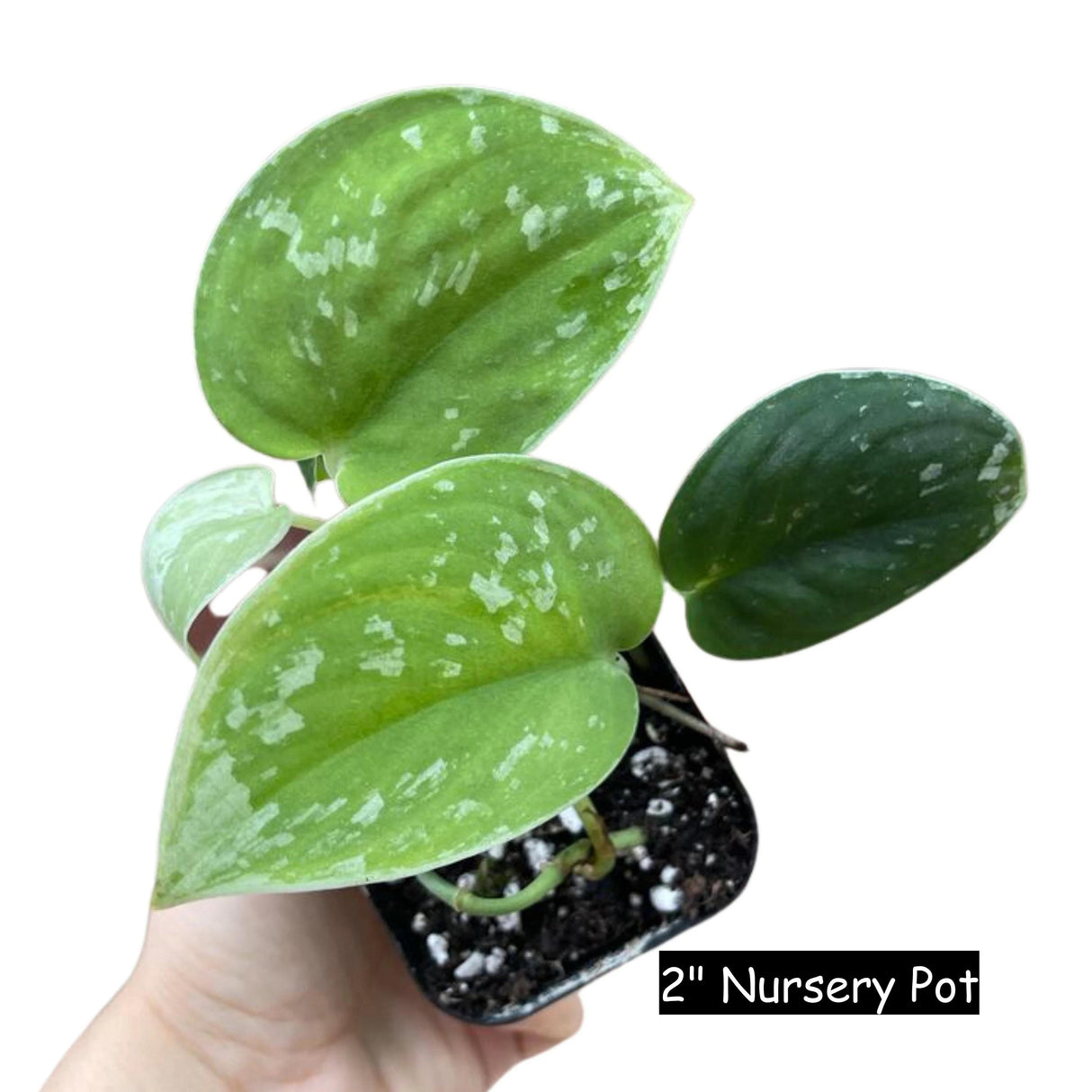 Silver Satin Pothos Live Houseplant - Scindapsus Pictus Argyraeus - Silver Pothos Plant - Easy care low-light Houseplant