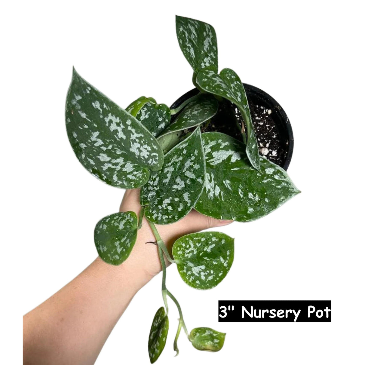 Silver Satin Pothos Live Houseplant - Scindapsus Pictus Argyraeus - Silver Pothos Plant - Easy care low-light Houseplant