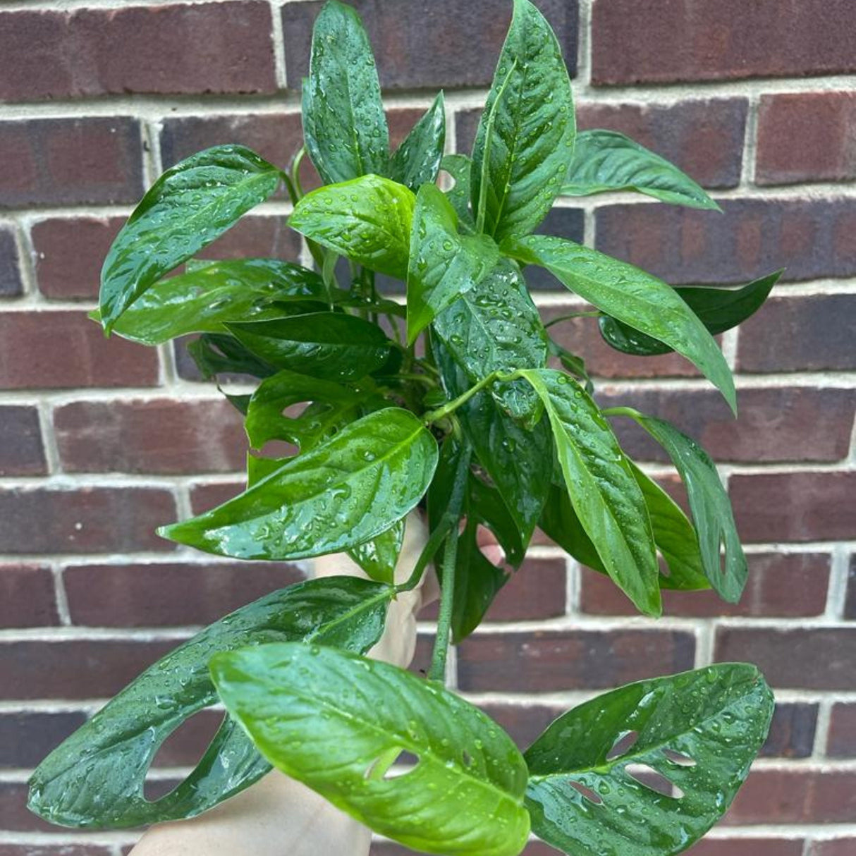 Monstera Adansonii 4 inch Grow Pot - Monstera Swiss Cheese Live indoor plant - Easy care RARE houseplant - Gift Houseplant -SAME PLANT