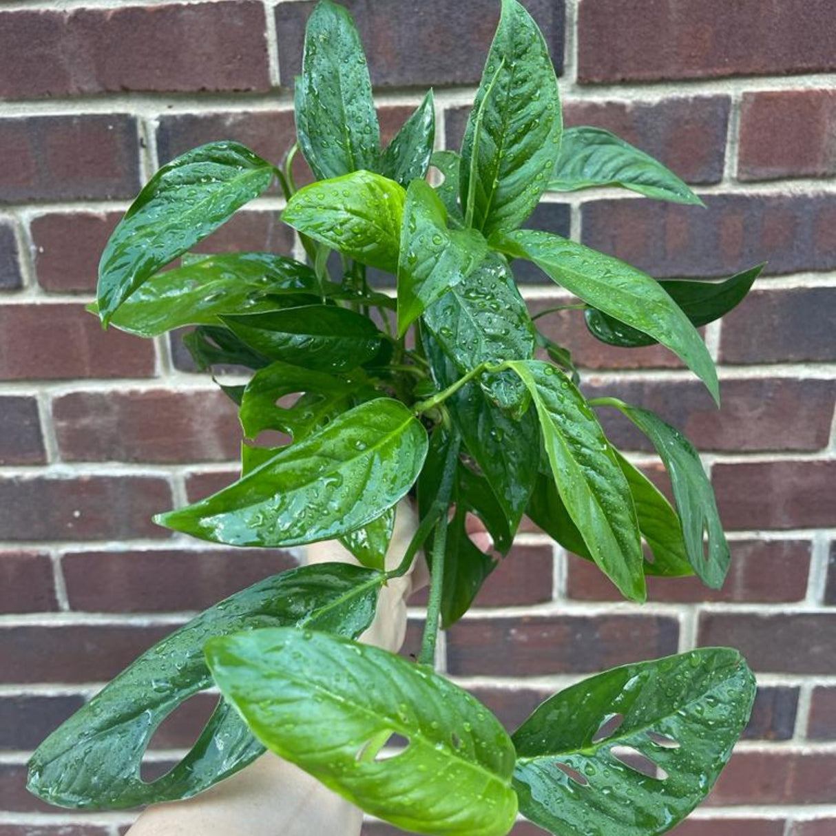 Monstera Adansonii potted leaves - Monstera Swiss Cheese Plant - Live indoor plant - Easy care RARE houseplant - Gift Houseplant -SAME PLANT