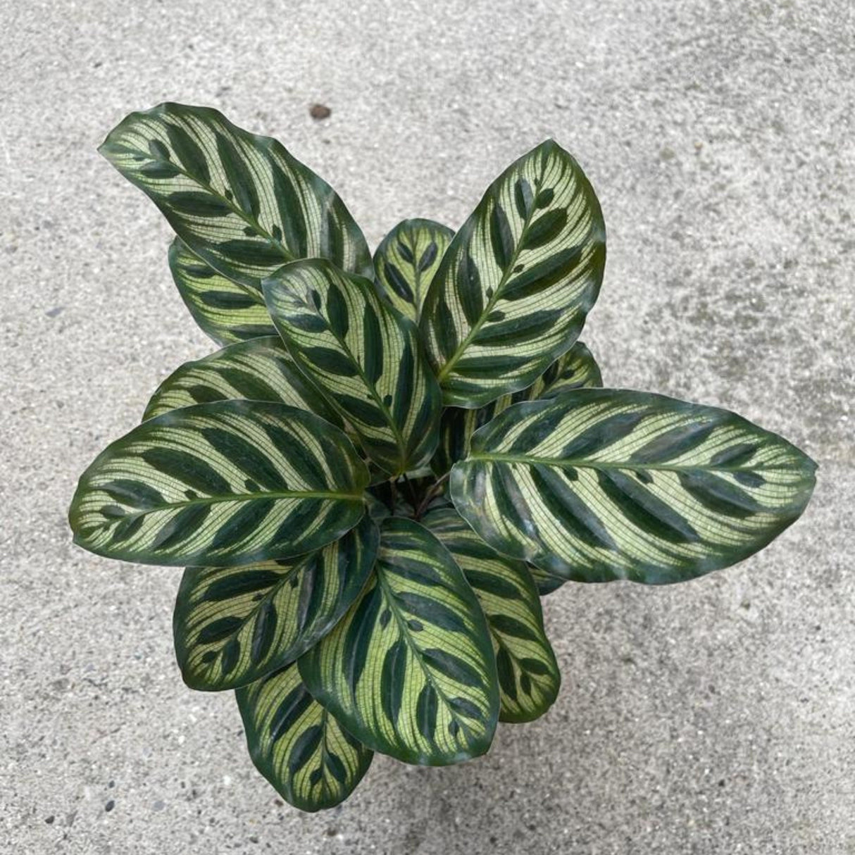 Rare Calathea Makoyana in a nursery pot - Beautiful Peacock Calathea - Air purifier plant - Rare Houseplant - SAME PLANT as the images
