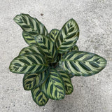 Rare Calathea Makoyana in a nursery pot - Beautiful Peacock Calathea - Air purifier plant - Rare Houseplant - SAME PLANT as the images