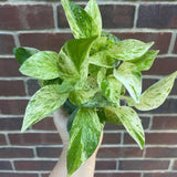 Marble Queen Pothos in a Pot