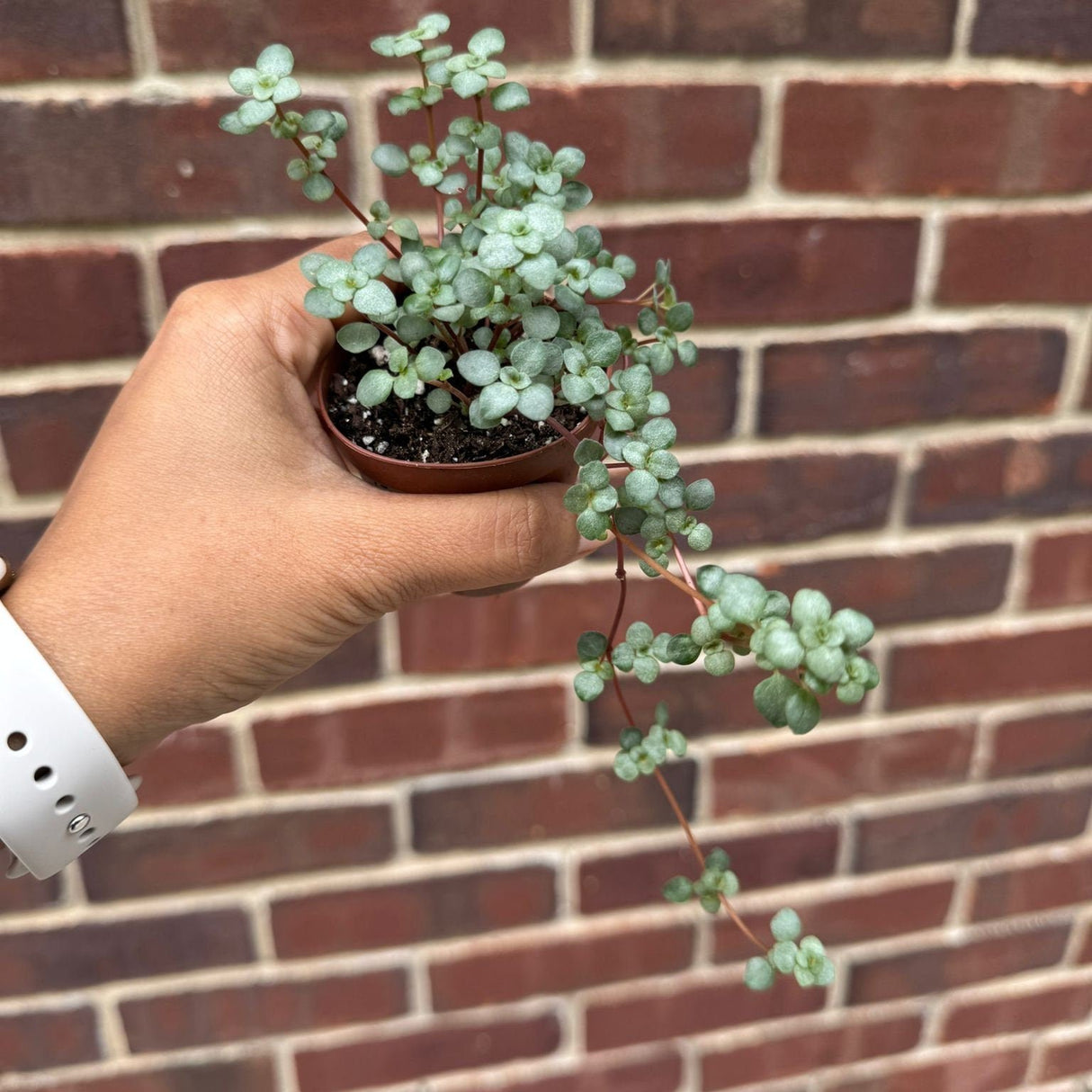 Biblical Job's Tears Plant Pilea glauca Blue Baby Tears In 2" Nursery Pot