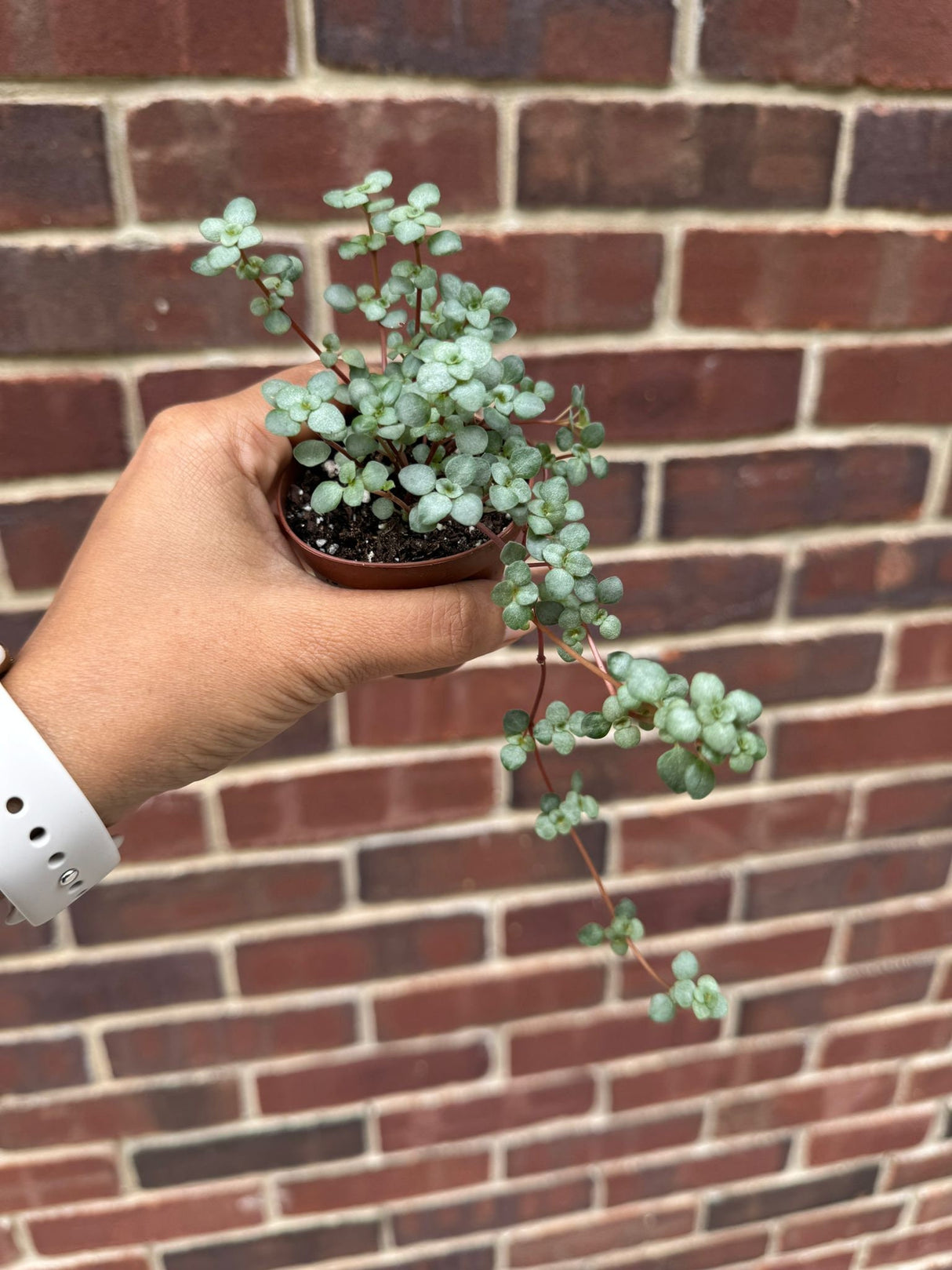 Pilea glauca - Blue Baby Tears In 2" Nursery Pot - Indoor succulent plant - Easy care houseplant - Vining plant - Gift plant