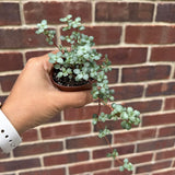 Pilea glauca - Blue Baby Tears In 2" Nursery Pot