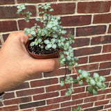 Pilea glauca - Blue Baby Tears In 2" Nursery Pot - Indoor succulent plant - Easy care houseplant - Vining plant - Gift plant