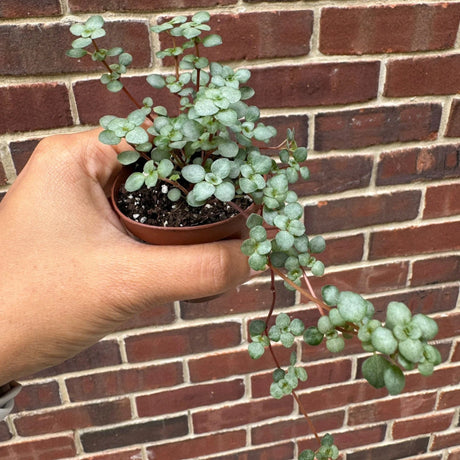 Pilea glauca - Blue Baby Tears In 2" Nursery Pot - Indoor succulent plant - Easy care houseplant - Vining plant - Gift plant