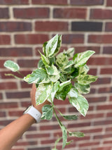 Rare N'Joy Pothos in a 4" Pot- White Variegated Indoor Vines - Low Light Houseplant - Best Office Plant - Similar PLANT as the pictures