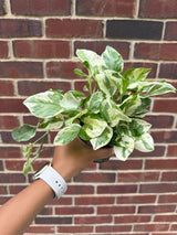 Rare N'Joy Pothos in a 4" Pot- White Variegated Indoor Vines - Low Light Houseplant - Best Office Plant - Similar PLANT as the pictures
