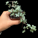 Biblical Job's Tears Plant Pilea glauca Blue Baby Tears In 2" Nursery Pot