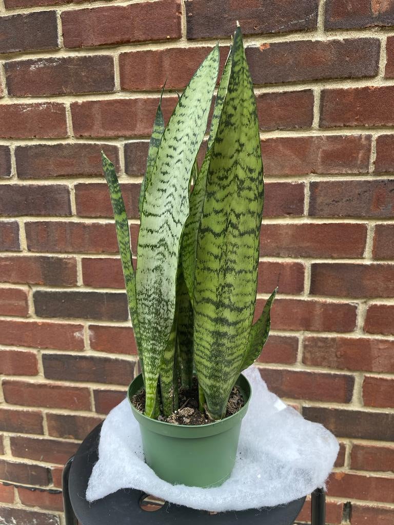 Snake Plant | Mother-In-Law's-Tongue Plant | Sansevieria Zeylanica | Sansevieria Laurentii | Indoor Plants- SAME PLANT as pictures-US Seller
