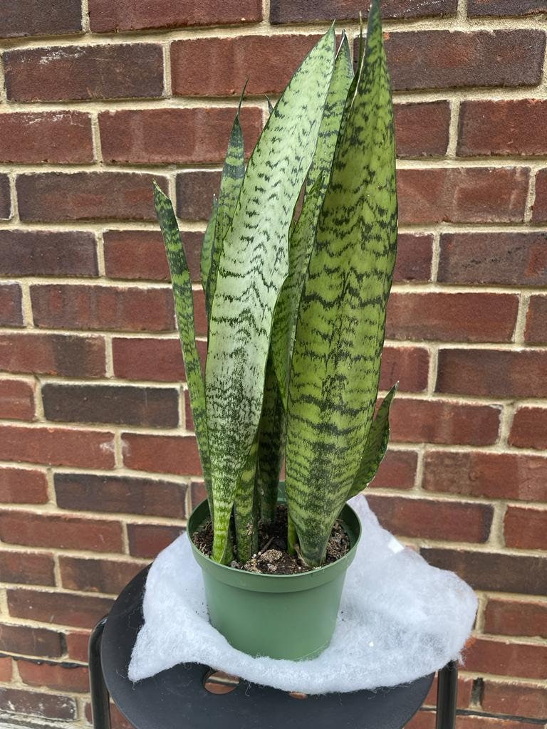 Snake Plant | Mother-In-Law's-Tongue Plant | Sansevieria Zeylanica | Sansevieria Laurentii | Indoor Plants- SAME PLANT as pictures-US Seller