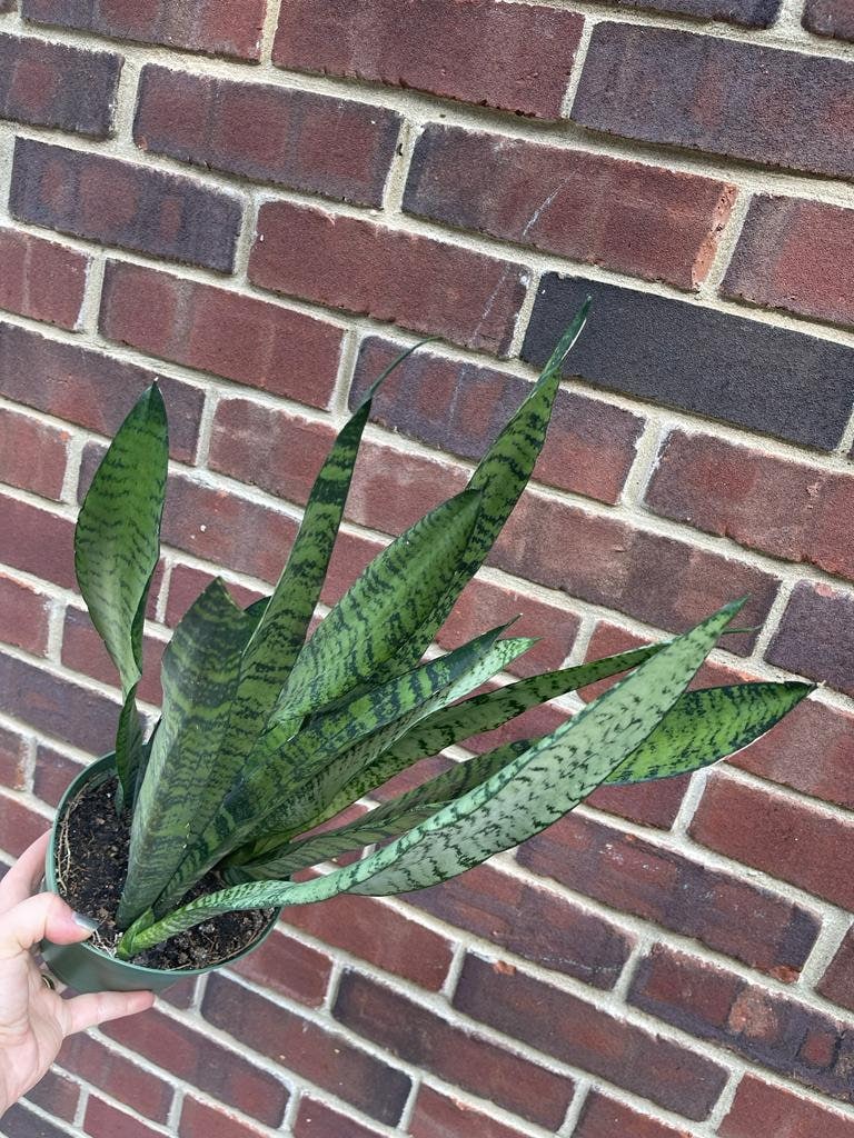 Snake Plant | Mother-In-Law's-Tongue Plant | Sansevieria Zeylanica | Sansevieria Laurentii | Indoor Plants- SAME PLANT as pictures-US Seller