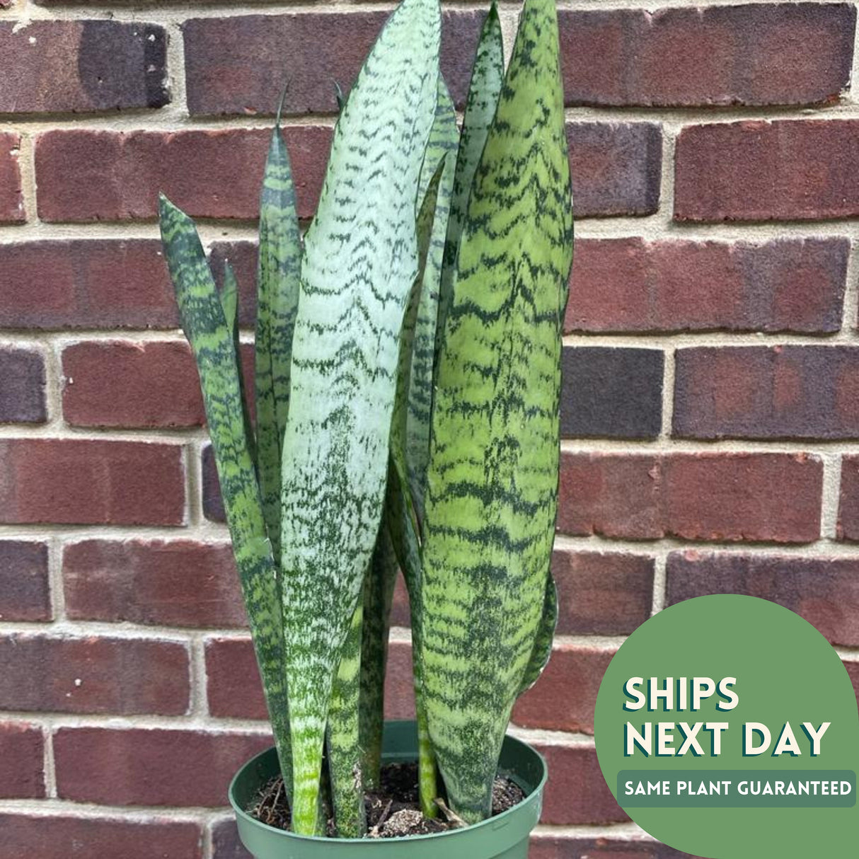 Snake Plant | Mother-In-Law's-Tongue Plant | Sansevieria Zeylanica | Sansevieria Laurentii | Indoor Plants- SAME PLANT as pictures-US Seller